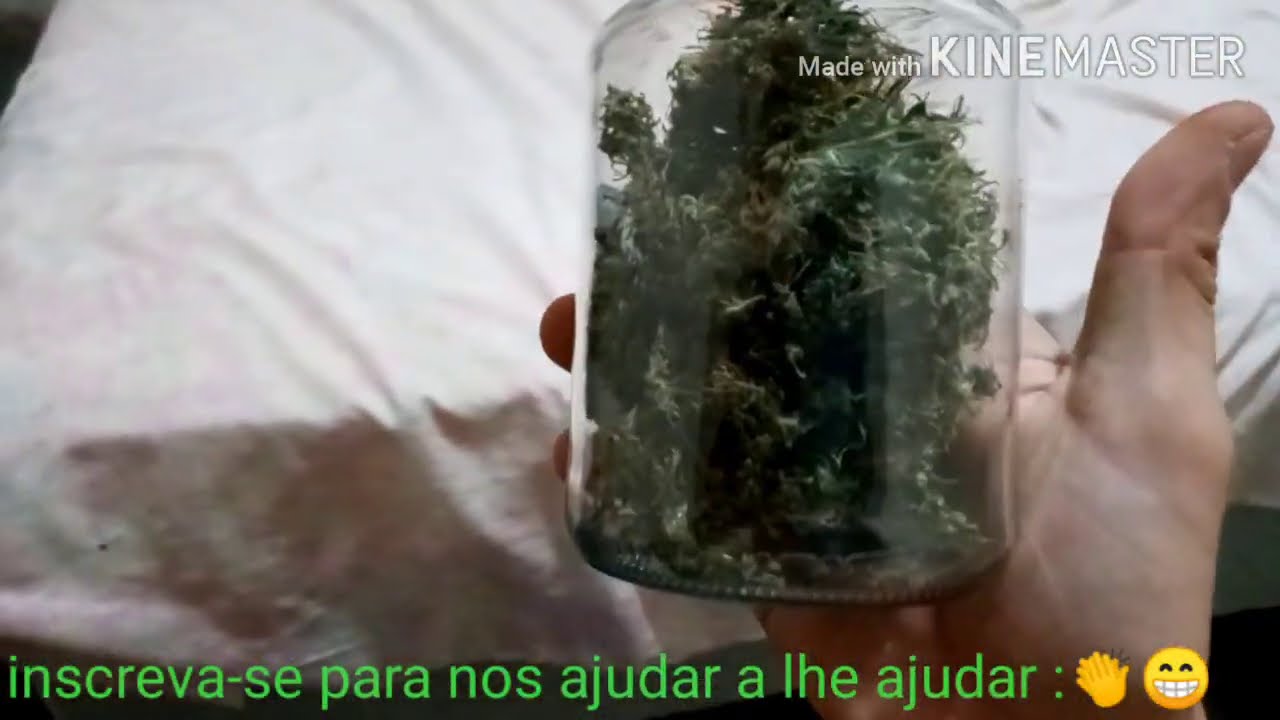 colheita de cannabis pc grow semente de prensado bonsai