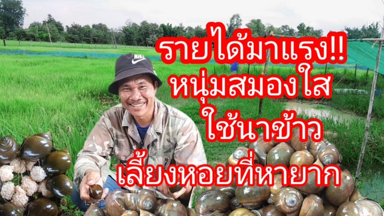 #รายได้มาแรง!! หนุ่มสมองใส เลี้ยงหอยที่หายากในนาข้าว ชาวเน็ตฮือฮาจับตาดู
