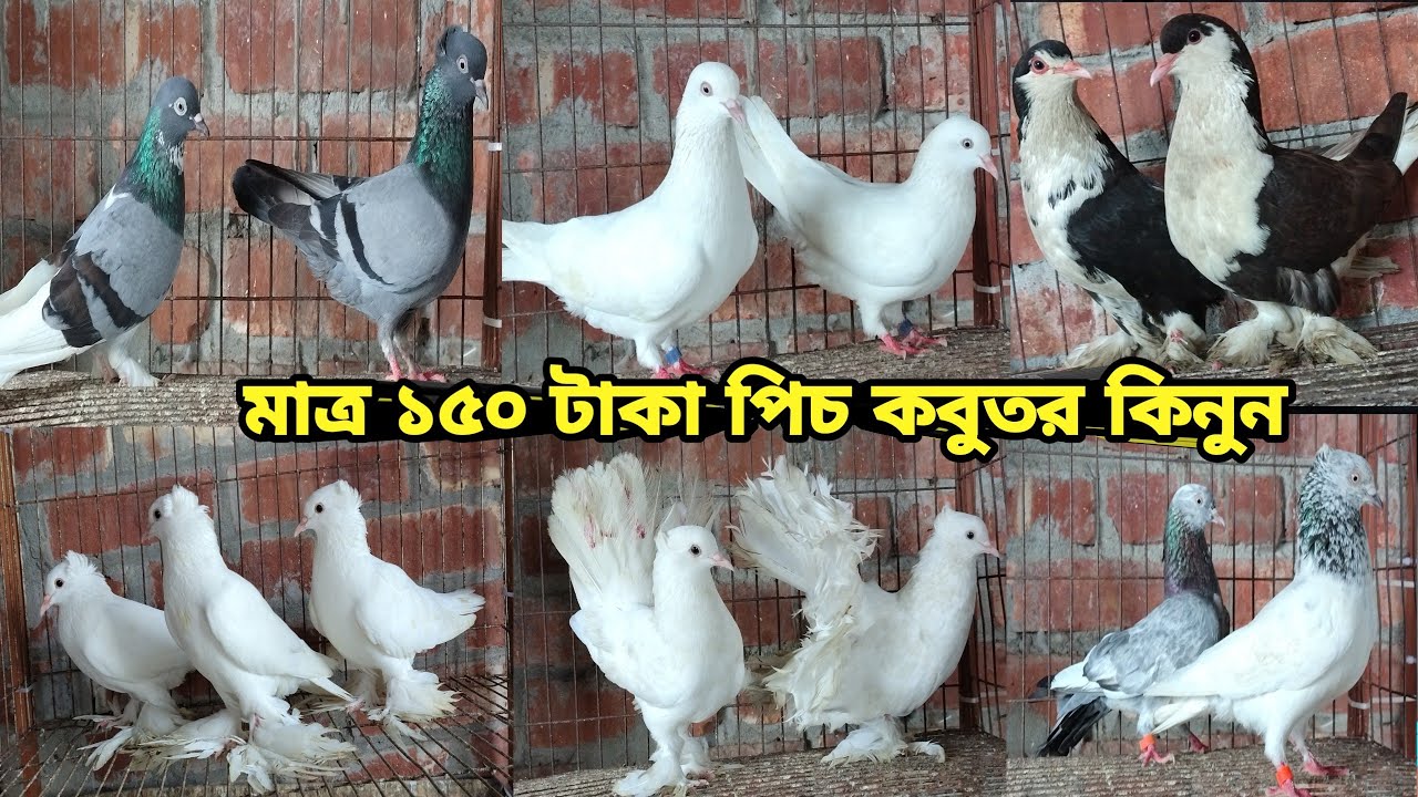 মাত্র ১৫০ টাকা পিচ কবুতর কিনুন আজই||রেজা কবুতর ঘর বগুড়া||কবুতরের দাম দর-২০২৫||Pegion price bd-2025||