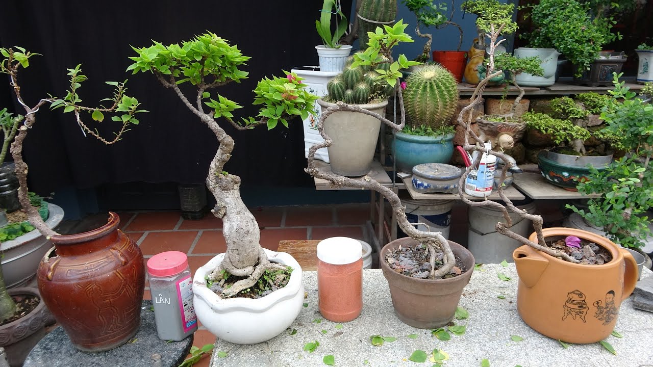 THÚ VUI CHƠI BÔNG GIẤY , ÉP TẠO DÁNG BONSAI MINI .