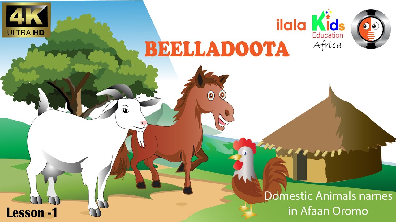Beeyladoota, Daa'imman bu'uura barnootaatiif, Barnoota Afaan Oromoo, Domestic Animals in afan oromo
