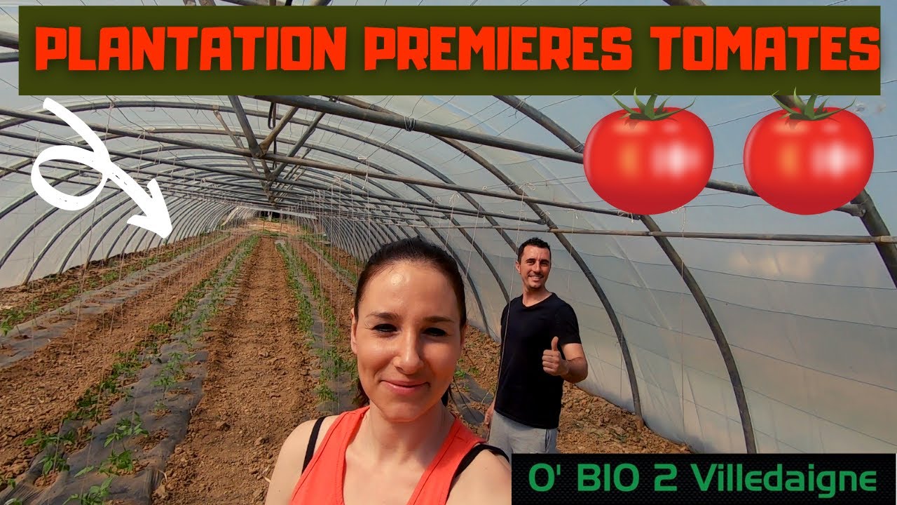 LES TOMATES DANS LA SERRE SONT PLANTEES POUR 2021!+bonus a la fin :)