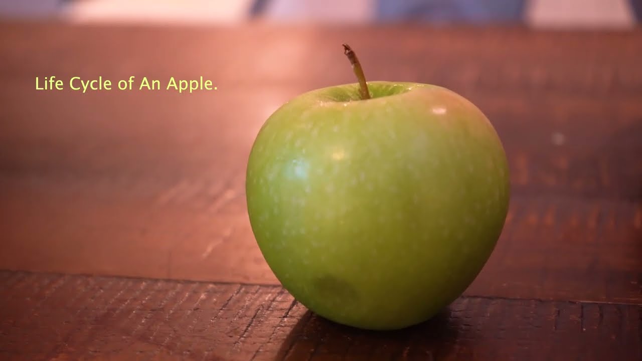 Life Cycle of an Apple (short film)