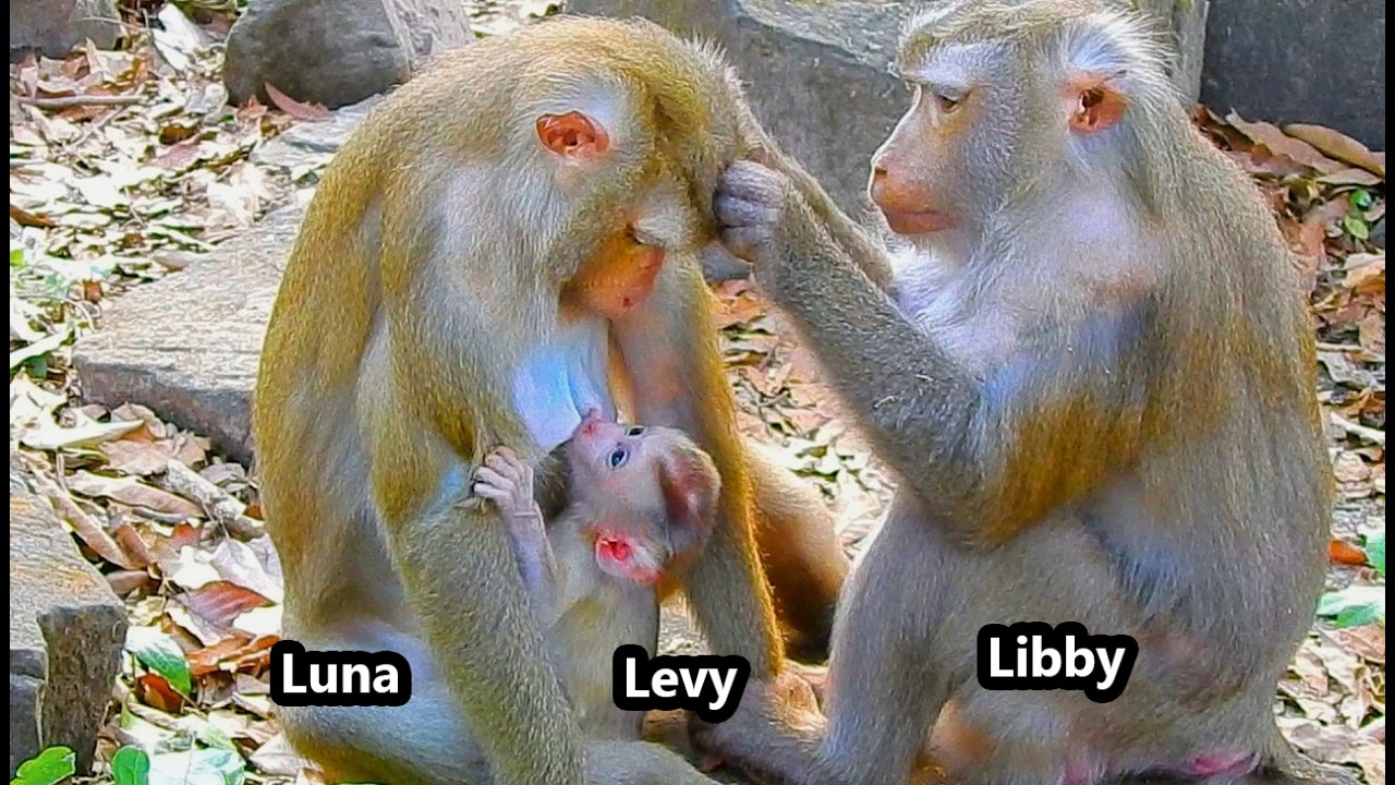 Amazing Story.... Luna come to visit and breastfeed Levy while Libby not enough milk to him