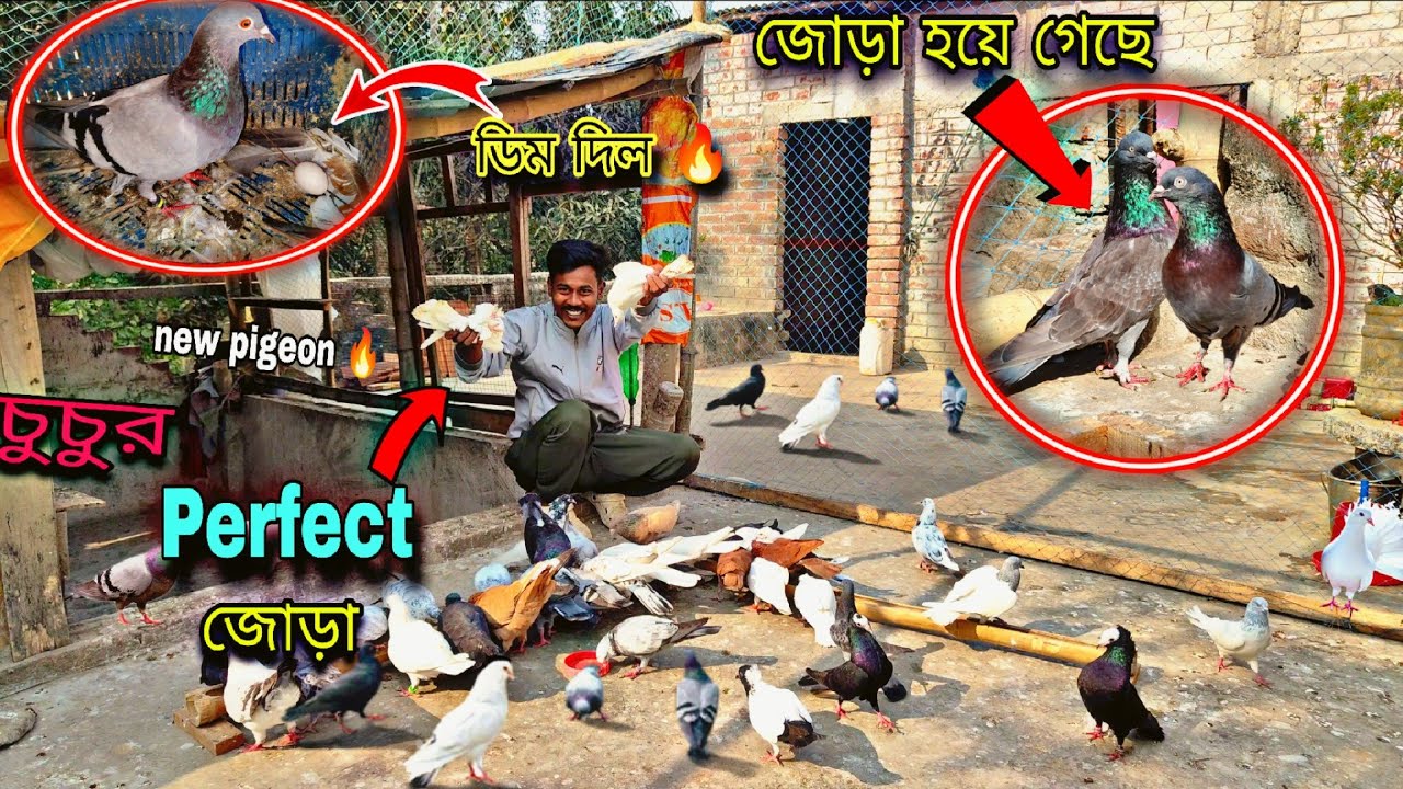 Finally চুচুর জন্য জোড়া নিয়েই আসলাম🔥পিকু আবার ডিম দিল 😁#myworld #petsvlog