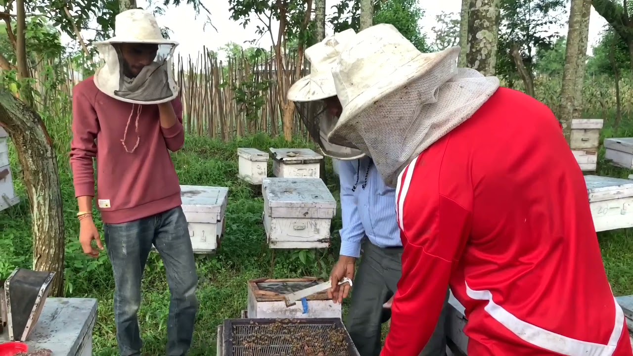 beekeeping in nepal (एउटा घारमा 2 वटा रानी पहिलो पटक नेपालमा सफल।कसरी?)