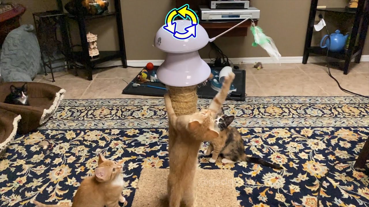 PetNF Motorized Interactive Cat Toy with Laser & Feather 🐈 Gadgetify