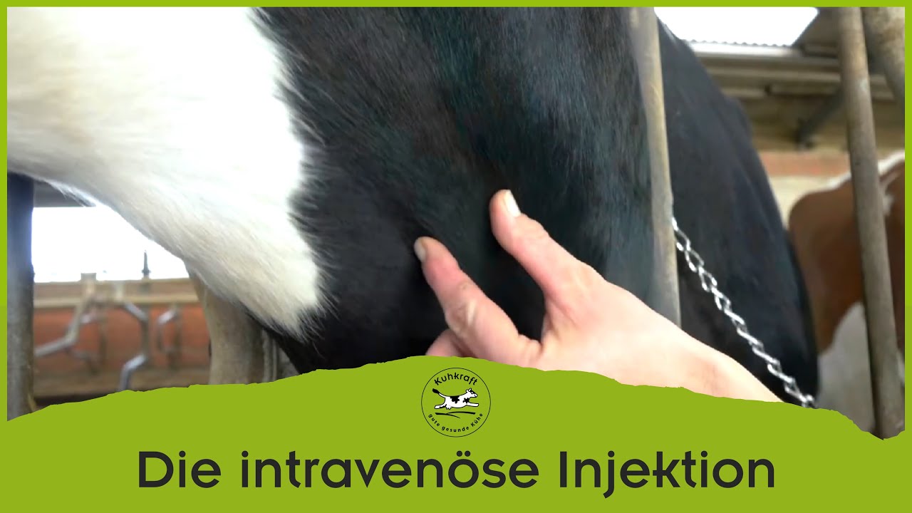 Kuhkraft zeigt: Die intravenöse Injektion bei der Kuh