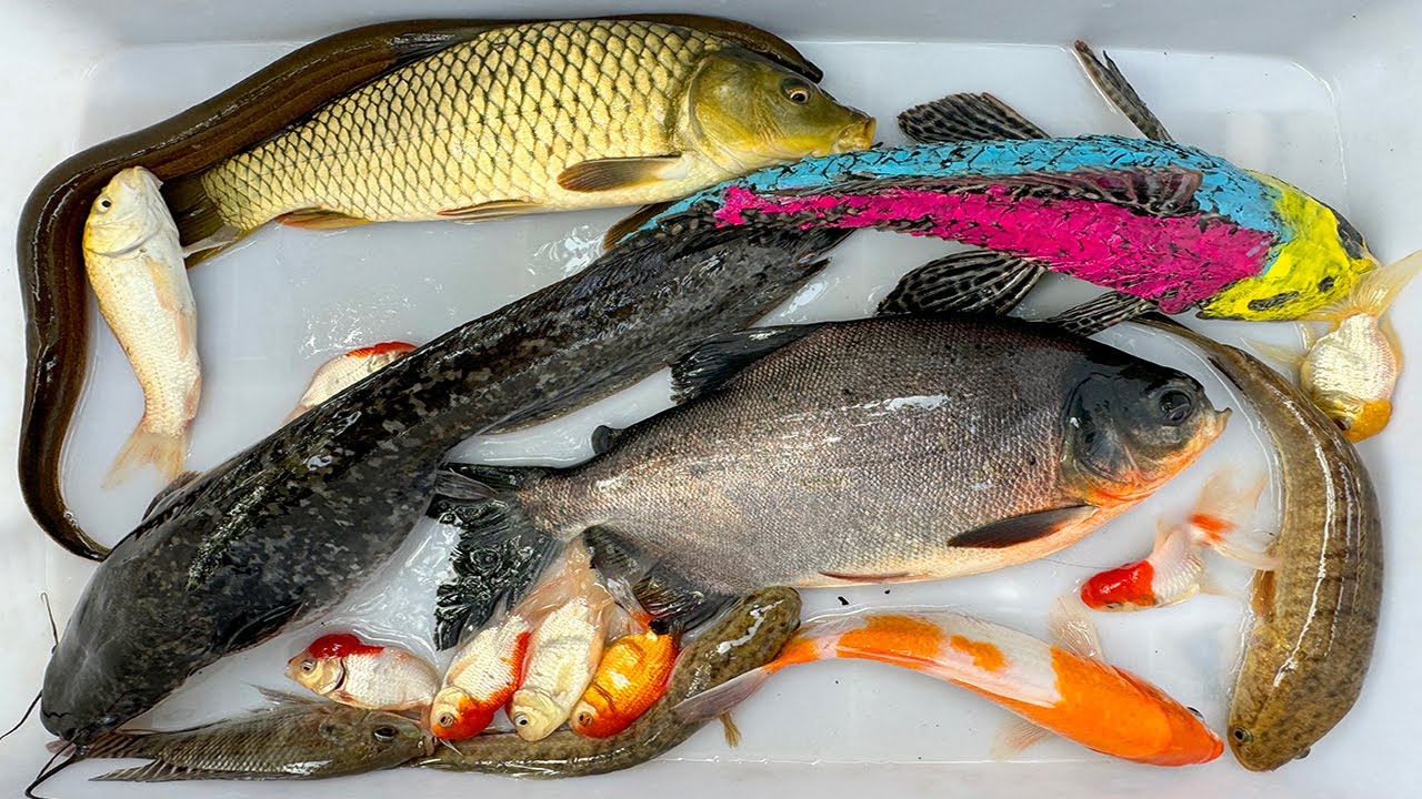 Kem Chanel lái công nông bắt cá ống nước chảy có cá chép, cá chim, cá trê, cá cóc màu sắc, con rùa.