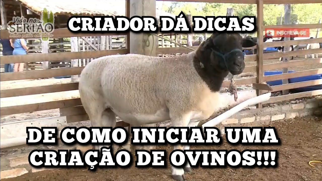 COMO INICIAR UMA CRIAÇÃO DE OVINOS - RECRIA, LEITE OU CARNE???