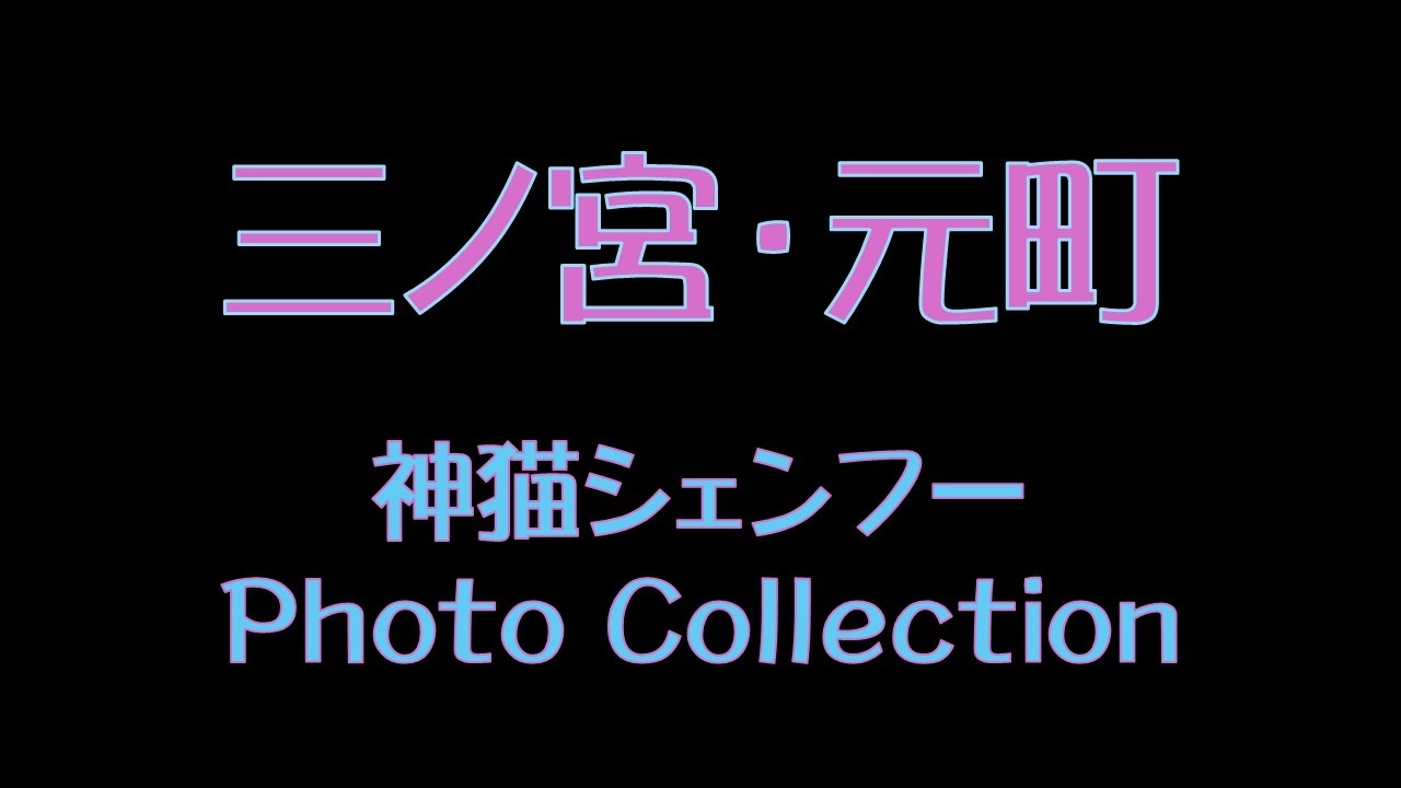 三ノ宮・元町　神猫シェンフー　Photo Collection