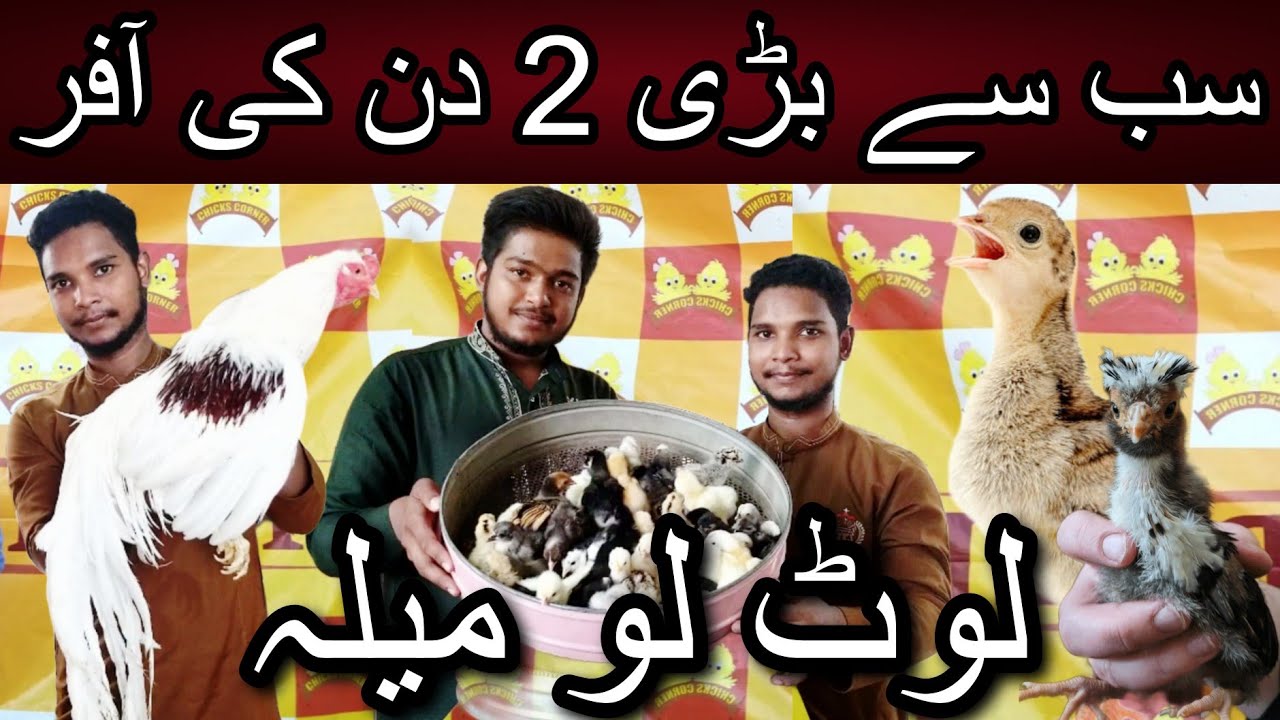 Karachi ke sab se bare setup per sab se bari offer | Cheapest price chicks | Shamoo | Heavy buff