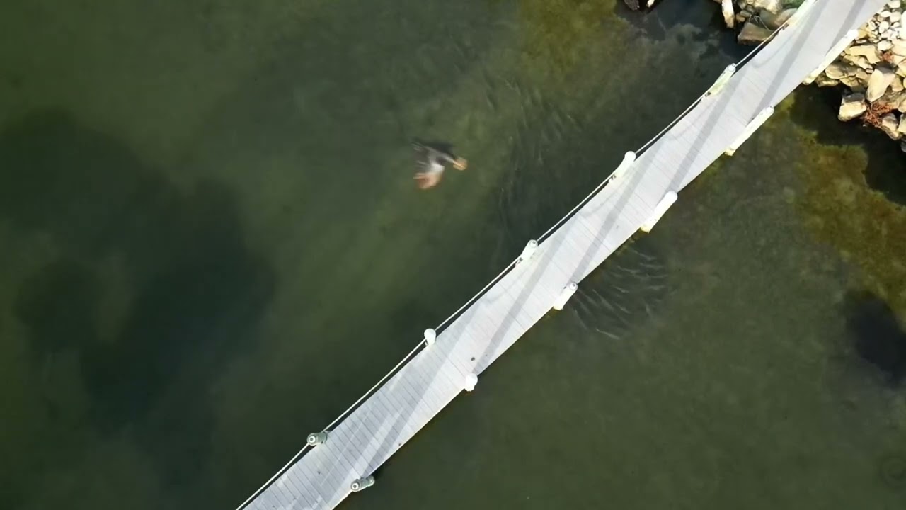 Black Drum and Snook! (Using my drone to find fish)