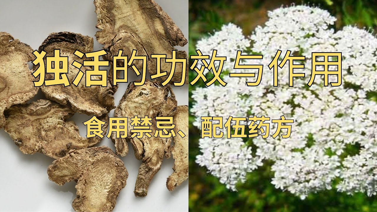独活的功效与作用，独活的食用禁忌，独活的药方#中药 #草药 #独活#风湿#腰膝疼痛