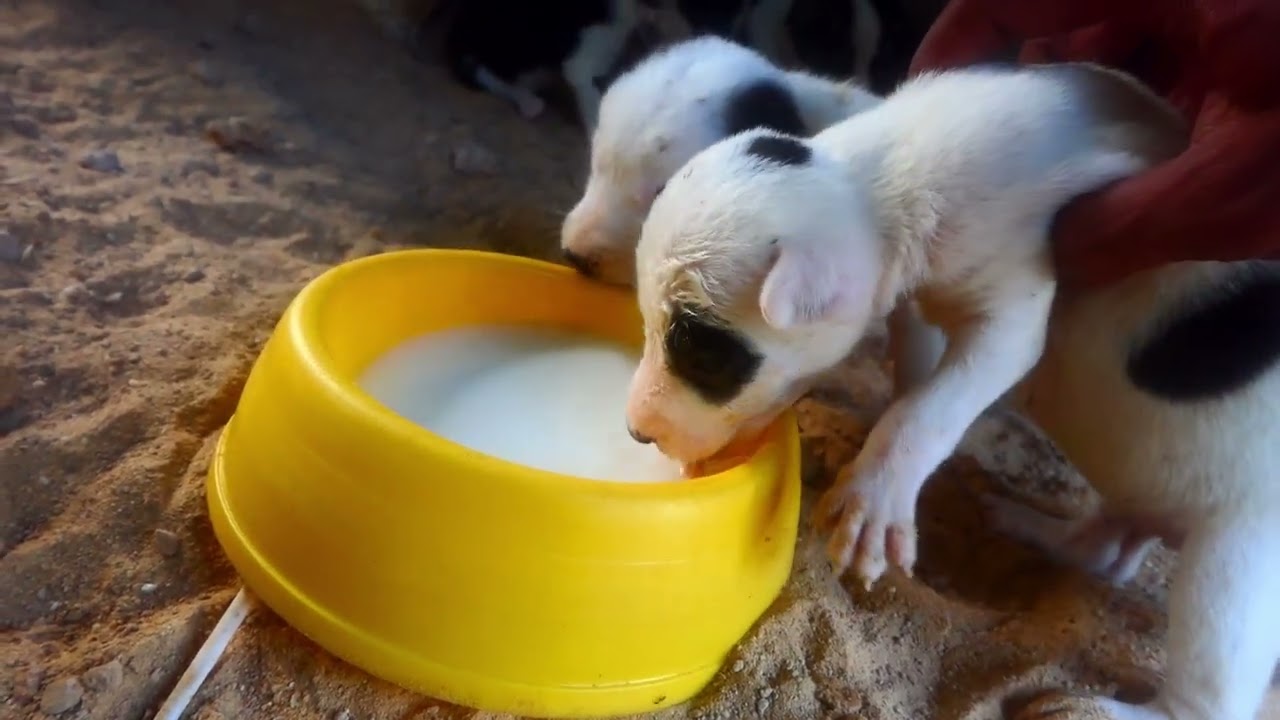 Newborn dogs trying drinking milk first time | Feeding Family Puppies | Rescue dogs 5