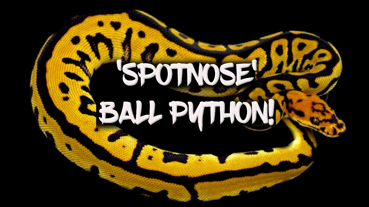 Морфология шаровидного питона «Spotnose»!