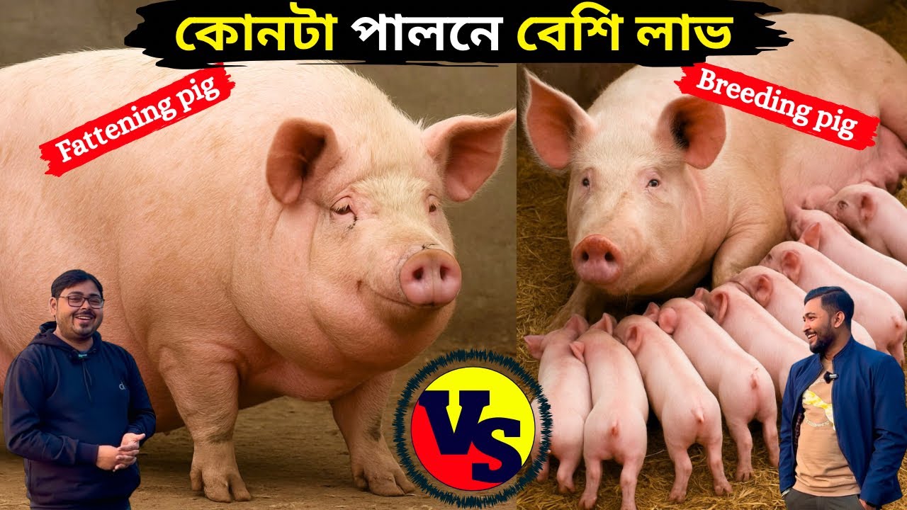 কোন ধরনের শুকর পালন বেশি লাভজনক ব্রিডিং vs ফ্যাটেনিং।
