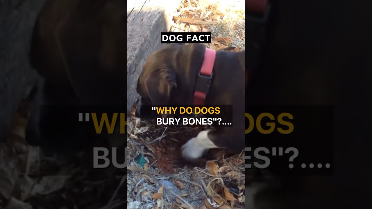 DOG FACTS YOU MIGHT NOT KNOW #dogfacts #dogs #wildlife