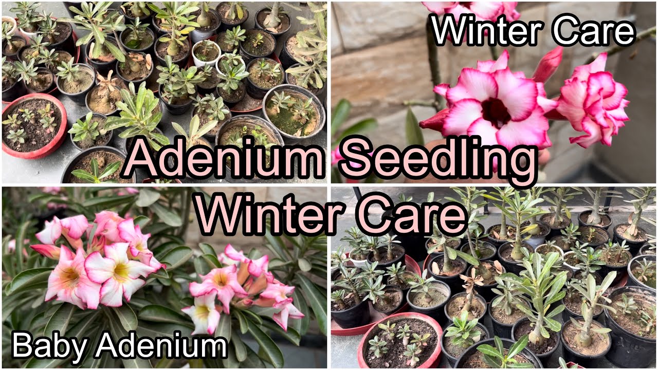 अब एक भी Baby Adenium ख़राब नहीं होगा | Baby Adenium / Adenium Seedlings Winter Care Tips 🪴 