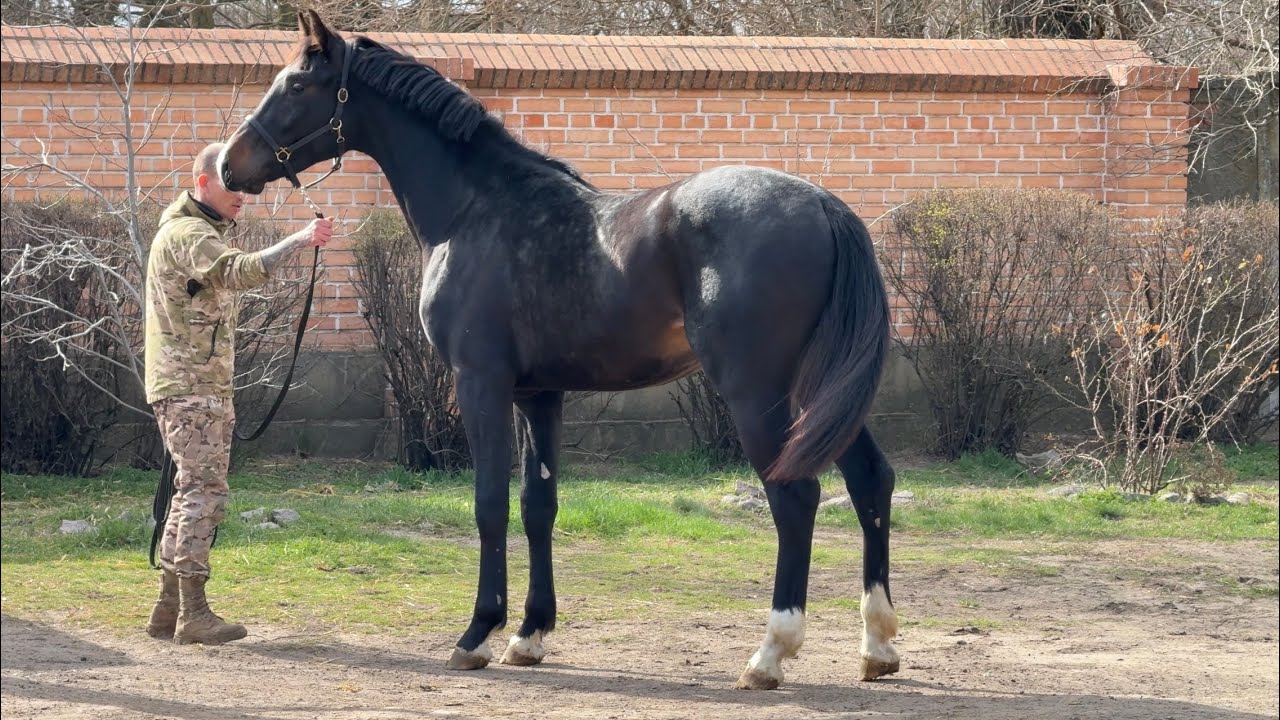 stallion Jupiter by Jovian - For Romance l, 2 y.o., 170 cm, OL. Horse for sale.