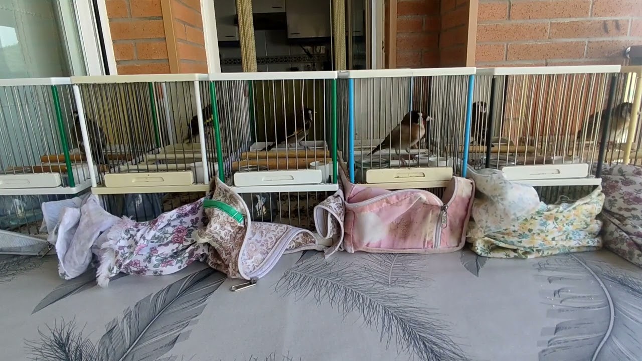 La segunda pegada de la chocada y reprende la ABELARDA