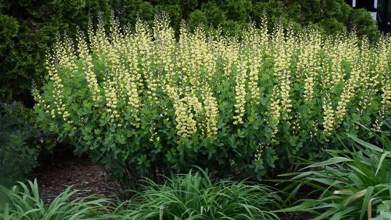 Baptisia Side By Side | Walters Gardens
