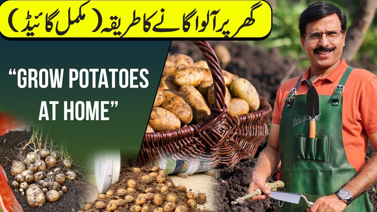 GROW POTATOES AT HOME || Gardening With Javed Iqbal