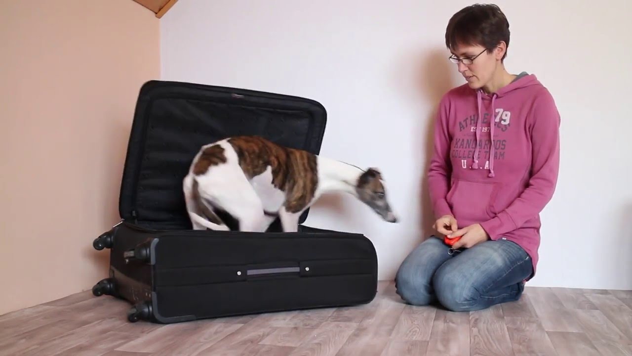 Click f&uuml;r Click zum Koffertrick