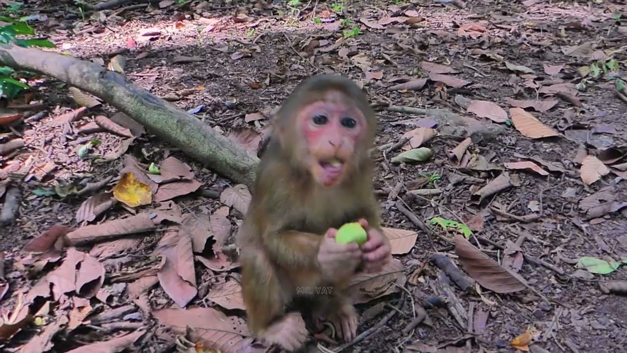 What happens when abandoned monkey Baila meets sister Rainbow? Let's all watch.