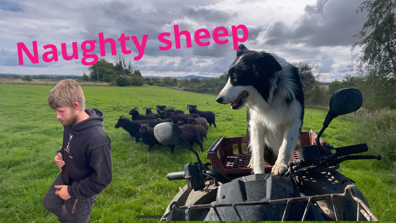 Incredible young border collie herding difficult sheep, amazing dog cam