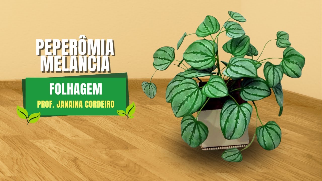 306 - Peperomia Melancia | Prof. Janaina Cordeiro