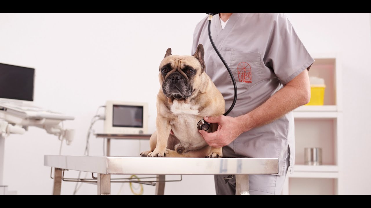 Problemi cardiaci nei cani e nei gatti: come riconoscerli e gestirli. Ne parla la Dr.ssa Paola Russo