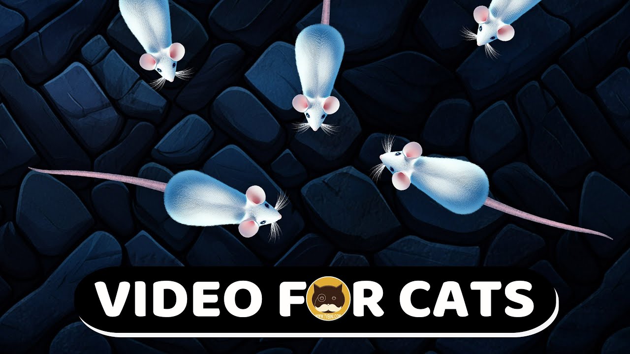 CAT GAMES - White Mice! Mouse Video for Cats | CAT & DOG TV.
