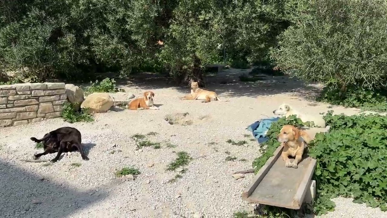 Знаменитый гангстер из приюта 😍 Притворяется хорошим мальчиком - Такис ​​Шелтер