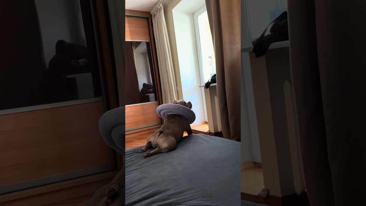 Когда нибудь видели злобных окорочков 😂😎 #pocketbully