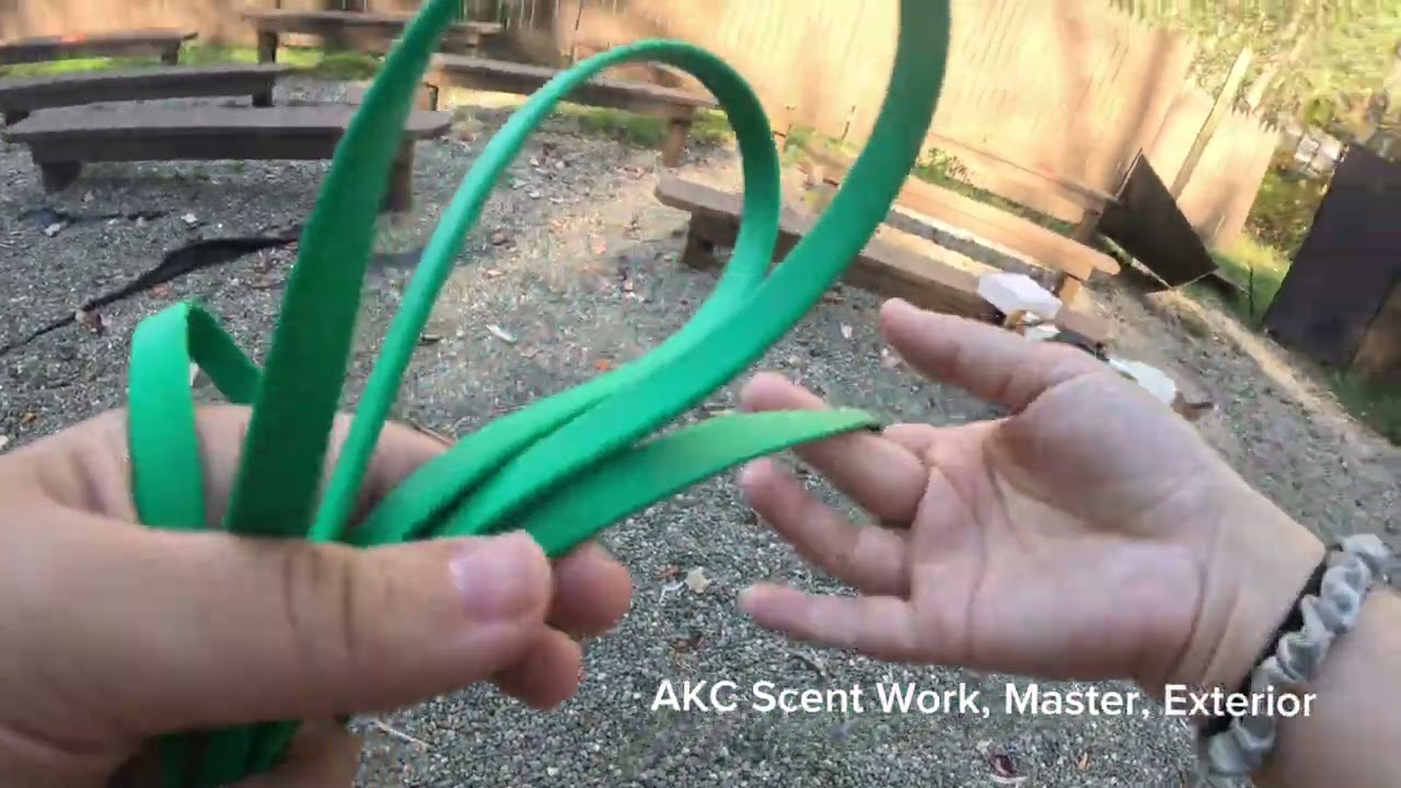 Remy - AKC Scent Work - Master - Exterior (Leg 2)