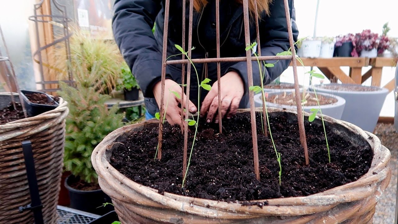 Planting Foxglove/Delphinium Seeds & Transplanting Sweet Peas! 🌸🤞🥰// Garden Answer