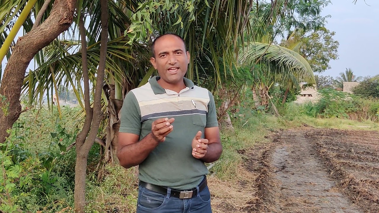 Dieback Disease in Neem