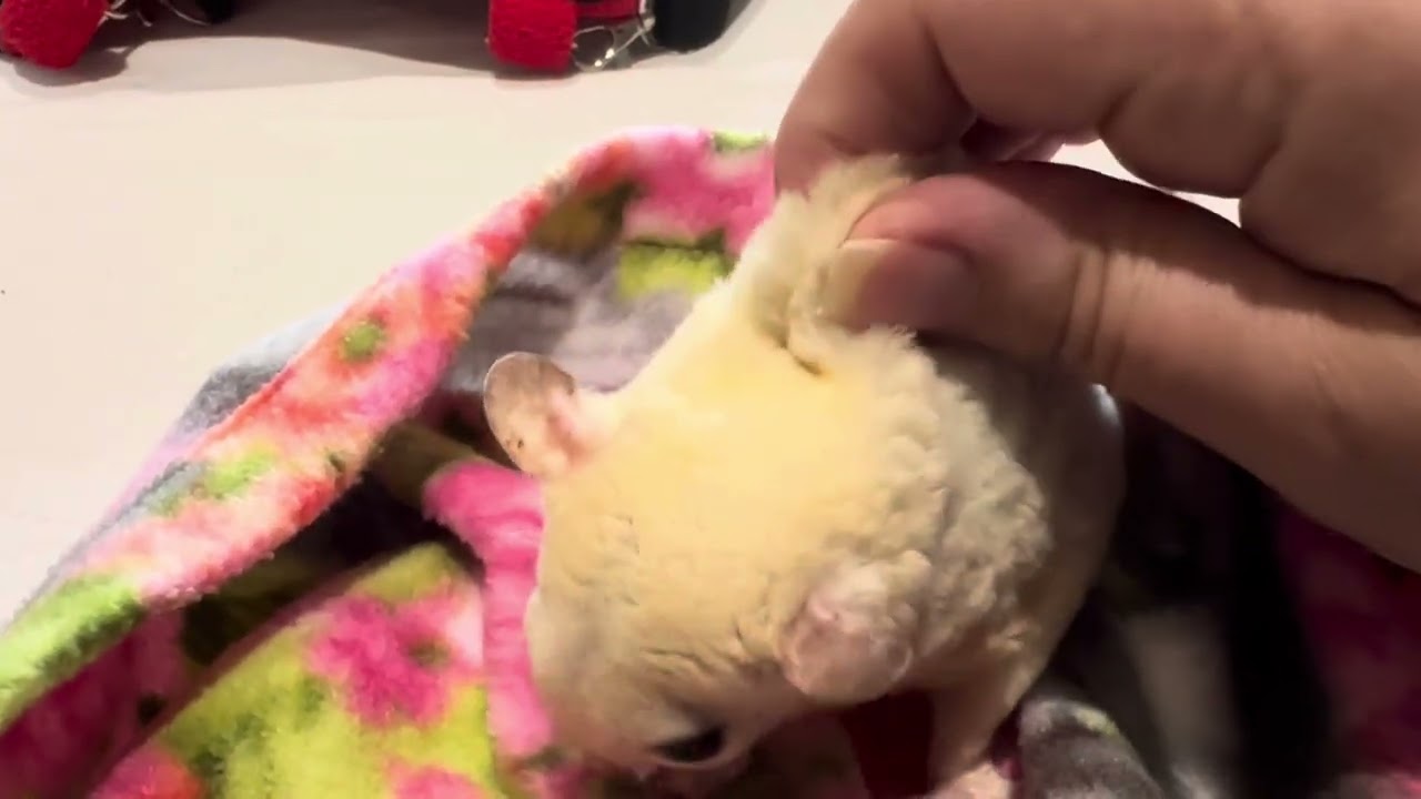 How to do a tent test for dehydration on a sugar glider: example of dehydration