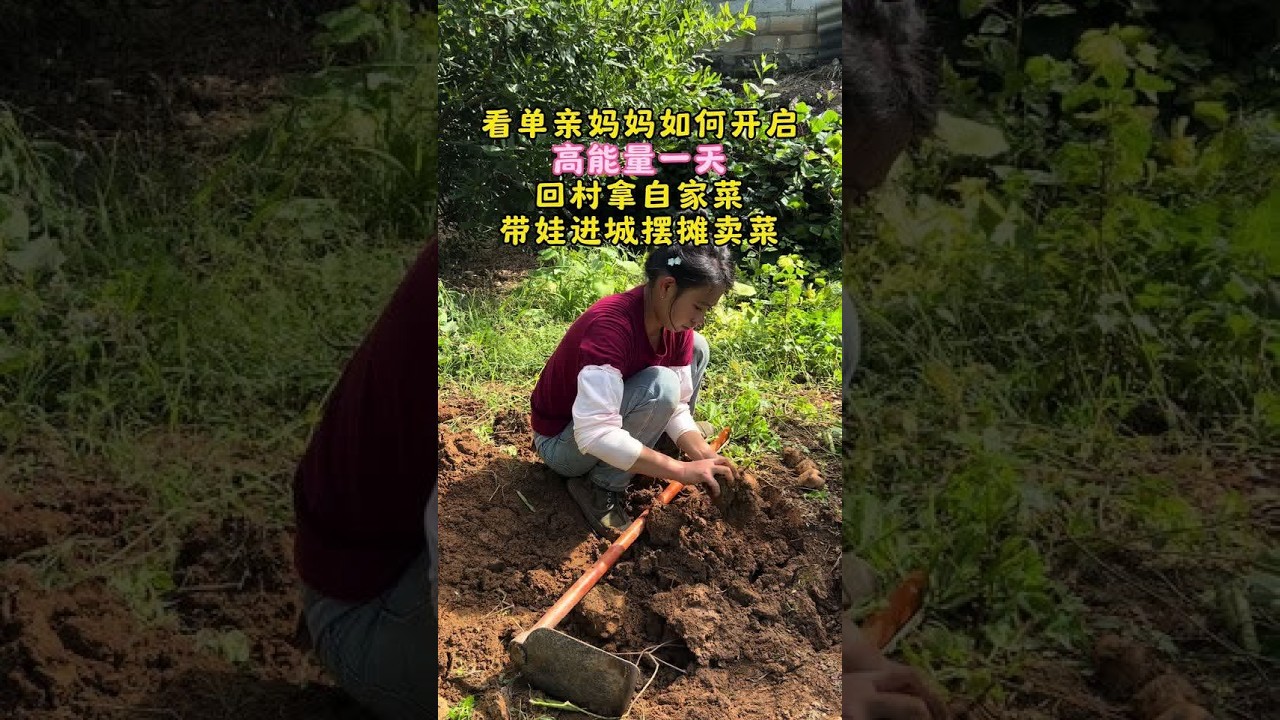 单亲妈妈的高能量一天，从回村拿菜就开始燃了，骑着电动车踩过妈妈晒的玉米地，筐里装满自家种的新鲜蔬菜，一路都是治愈风景，藏着最踏实的烟火气，记录真实生活，看她如何在兼顾陪伴与生计的路上，把平凡日子过出