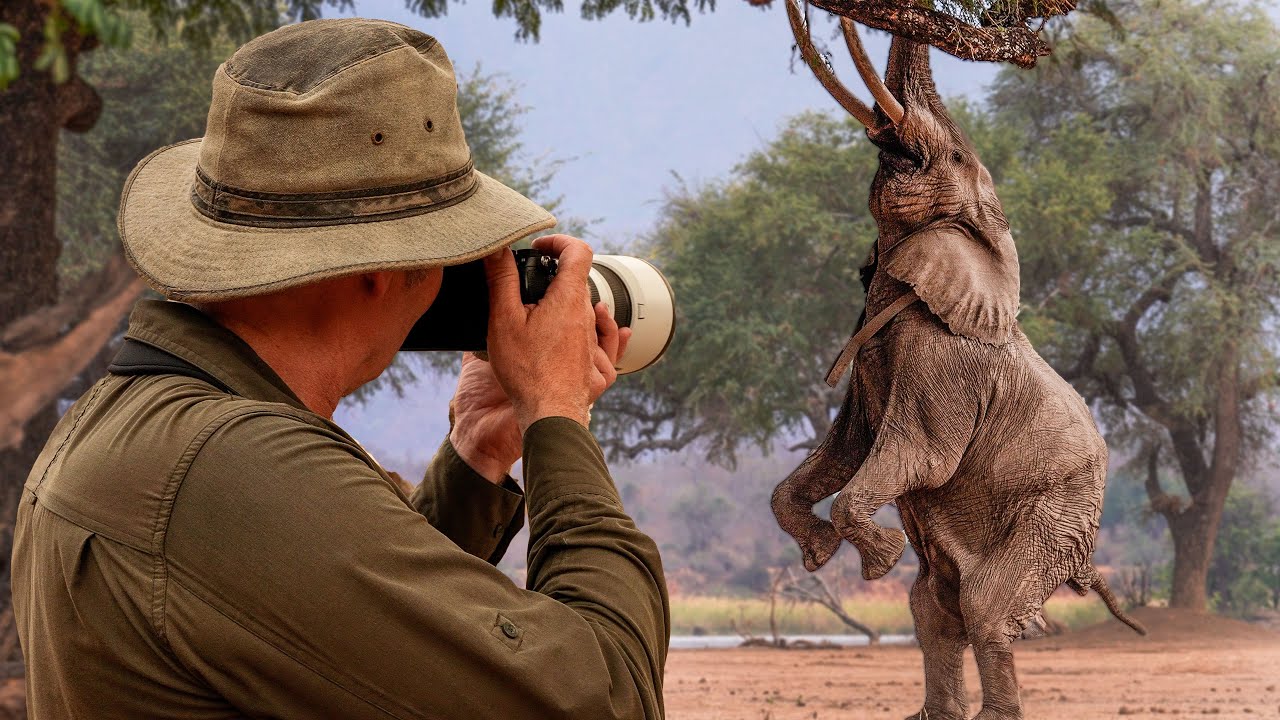 The Elephant Who Learned to Stand Tall | Zimbabwe | Robert E Fuller