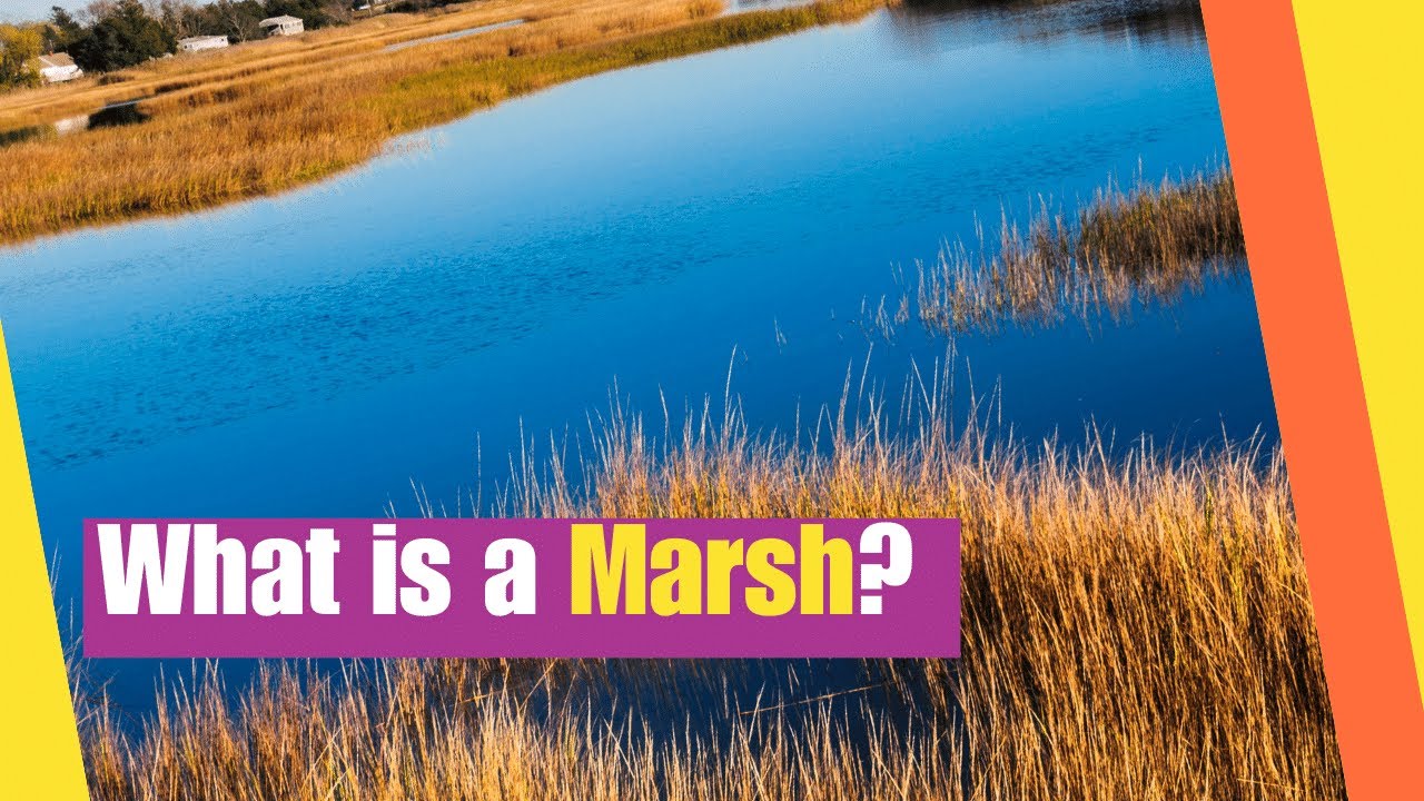 What is a Marsh | Learn about the Plants and Animals that live in a Marsh Habitat | Lesson Boosters