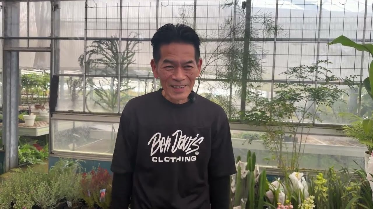岐阜農場からアウトレット商品と横山園芸さんのクリスマスローズの紹介