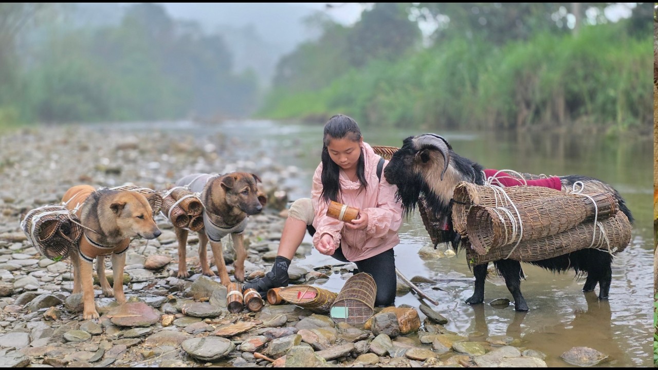 Mountain Girl Setting Fish Traps by the Stream with Dogs and a Goat - ha thi muon
