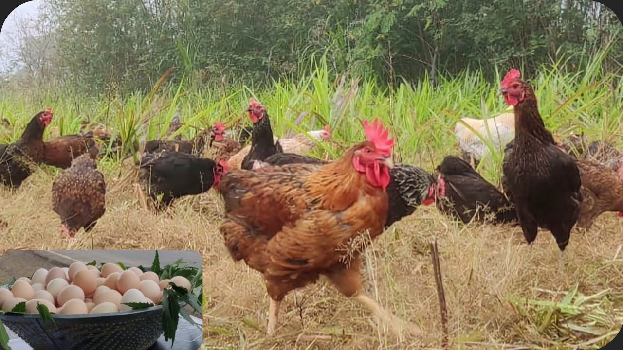 Free Range Desi Poultry Farming & Egg Marketing by Aakash
