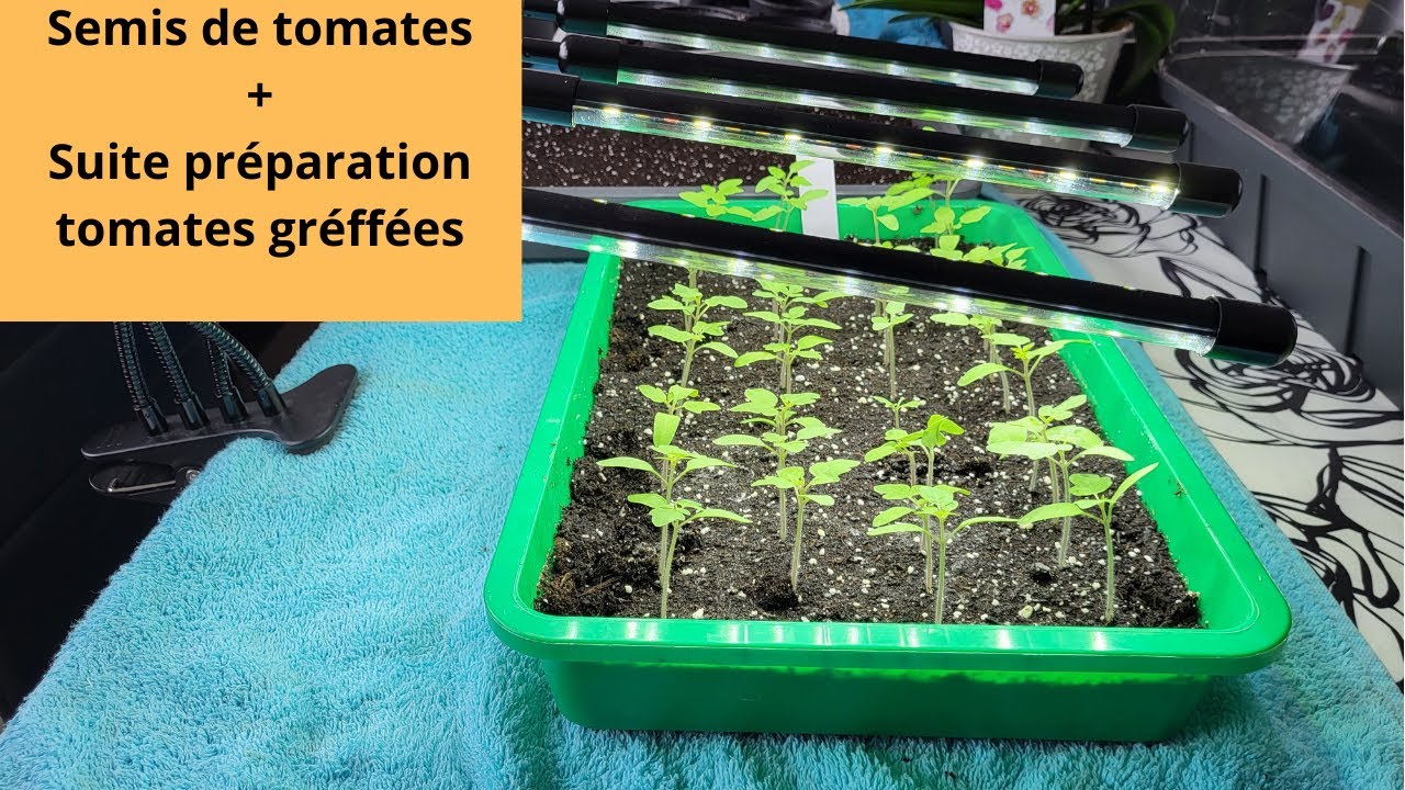 Semis de tomates + suite préparation tomates greffées 🍅🍅🍅
