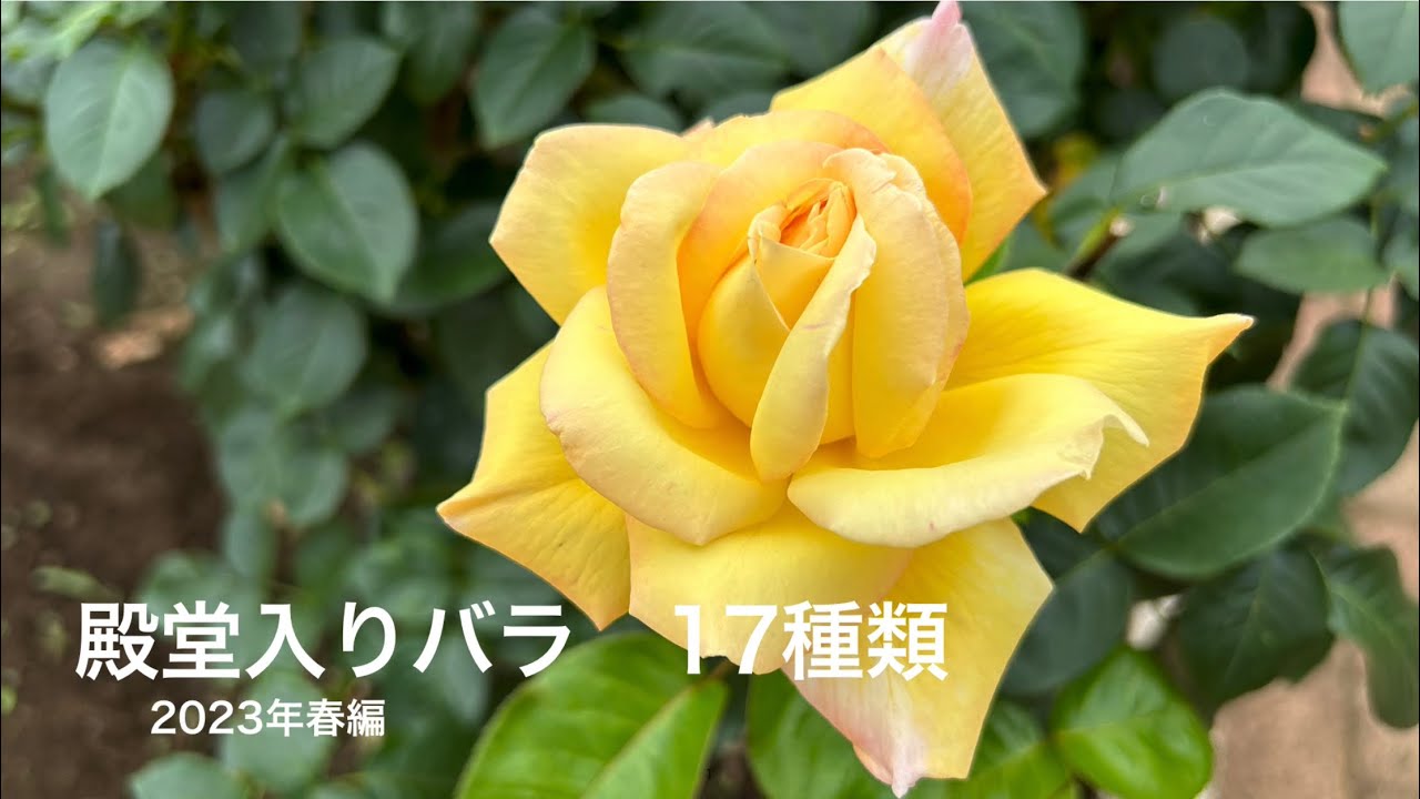 殿堂入りバラ　17種類　（2023年春）