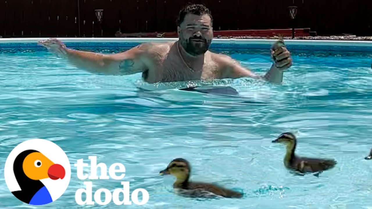This Guy Is Either Boxing Or Saving Animals | The Dodo