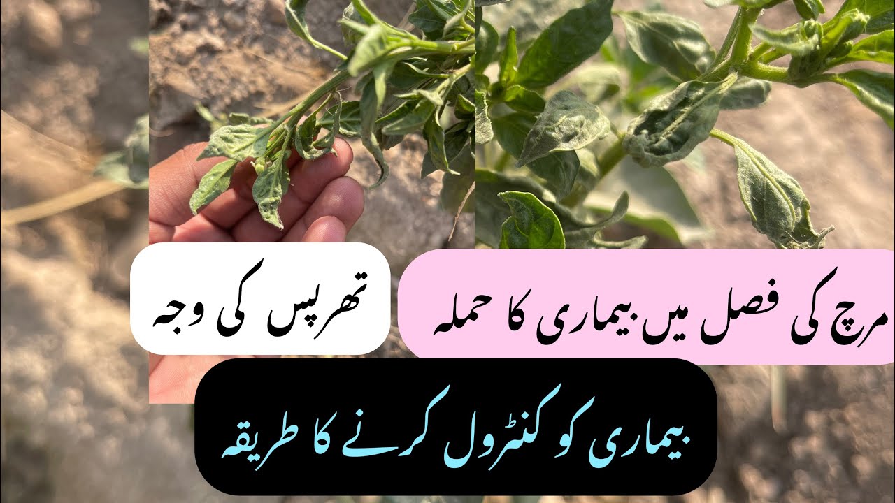 مرچ کی فصل میں تھرپس اور وائرس کی وجہ سے پتوں کا مڑنا اور اس کو کنٹرول کرنے کا طریقہ