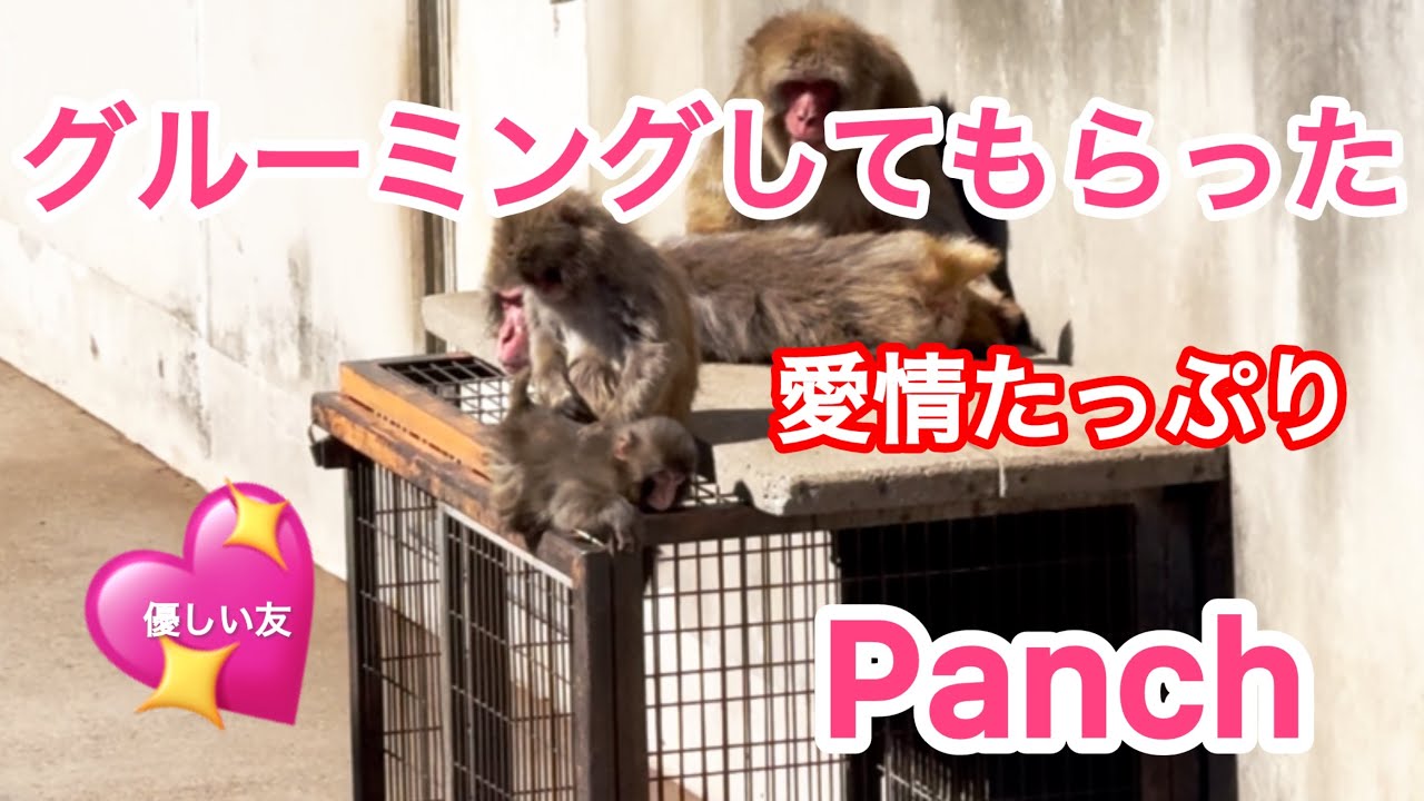 愛情たっぷり💖グルーミングしてもらったパンチ君🐒